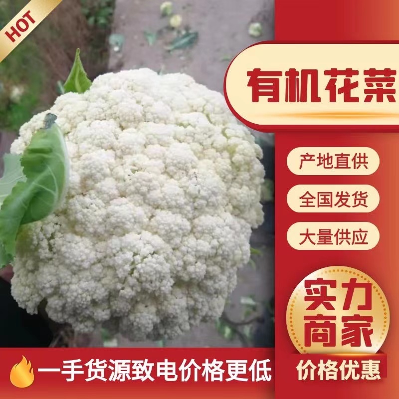 精品有机花松花菜白面青梗产地直供市场食堂加工厂