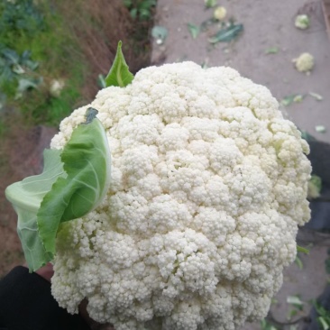 精品有机花白面青梗产地直供市场食堂加工厂