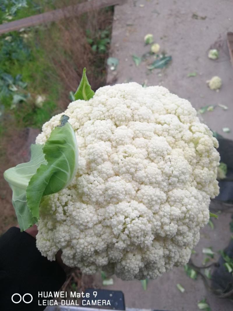 精品有机花白面青梗产地直供市场食堂加工厂