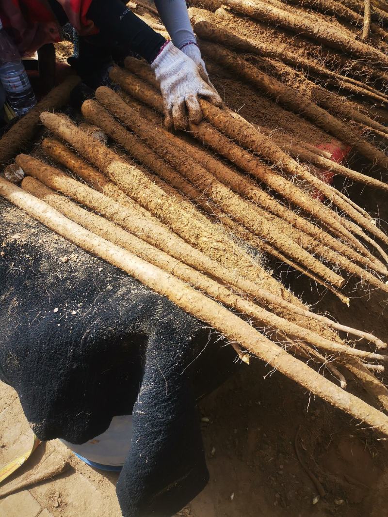 邢台，邯郸双棒山药。产地直发，地头装车，可加工各种规格，