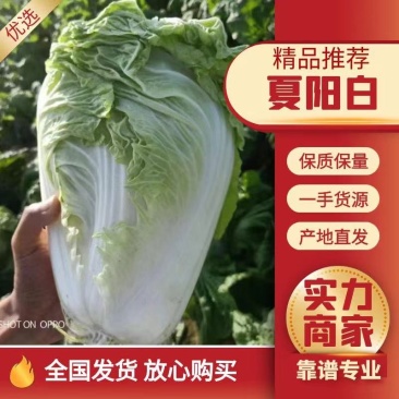 好货推荐夏阳白菜净菜2~3斤一手货源产地直发
