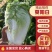 好货推荐夏阳白菜净菜2~3斤一手货源产地直发