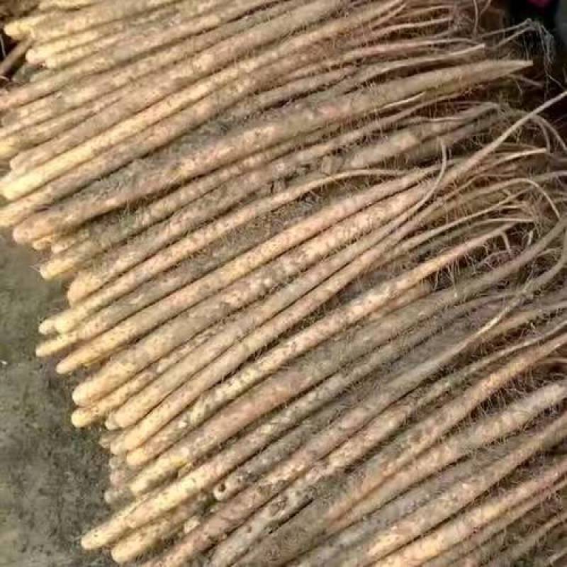 白玉大货，有手检货。质量可靠地头装车。无其他费用。