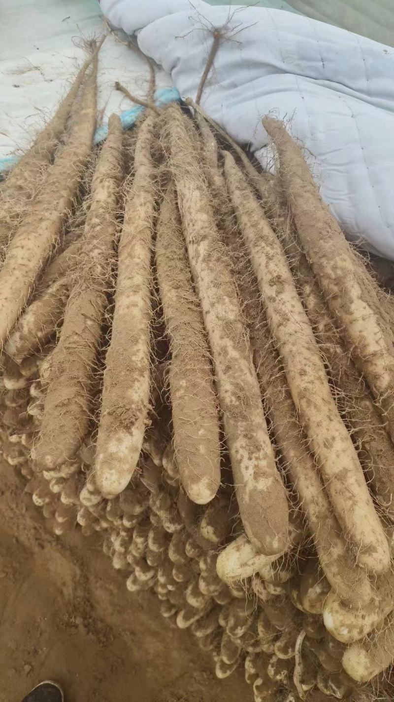 白玉大货，有手检货。质量可靠地头装车。无其他费用。