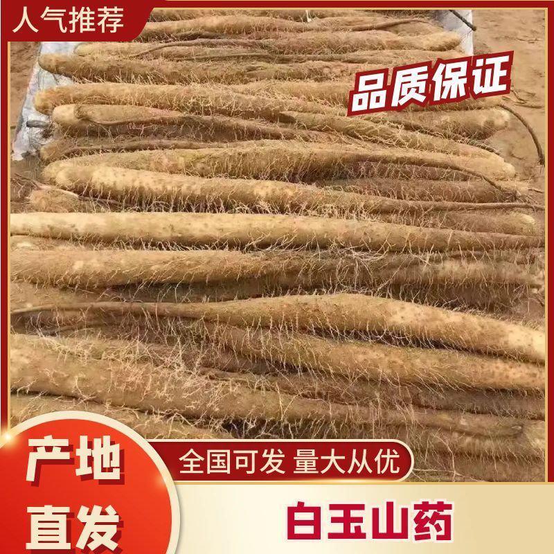 白玉大货，有手检货。质量可靠地头装车。无其他费用。
