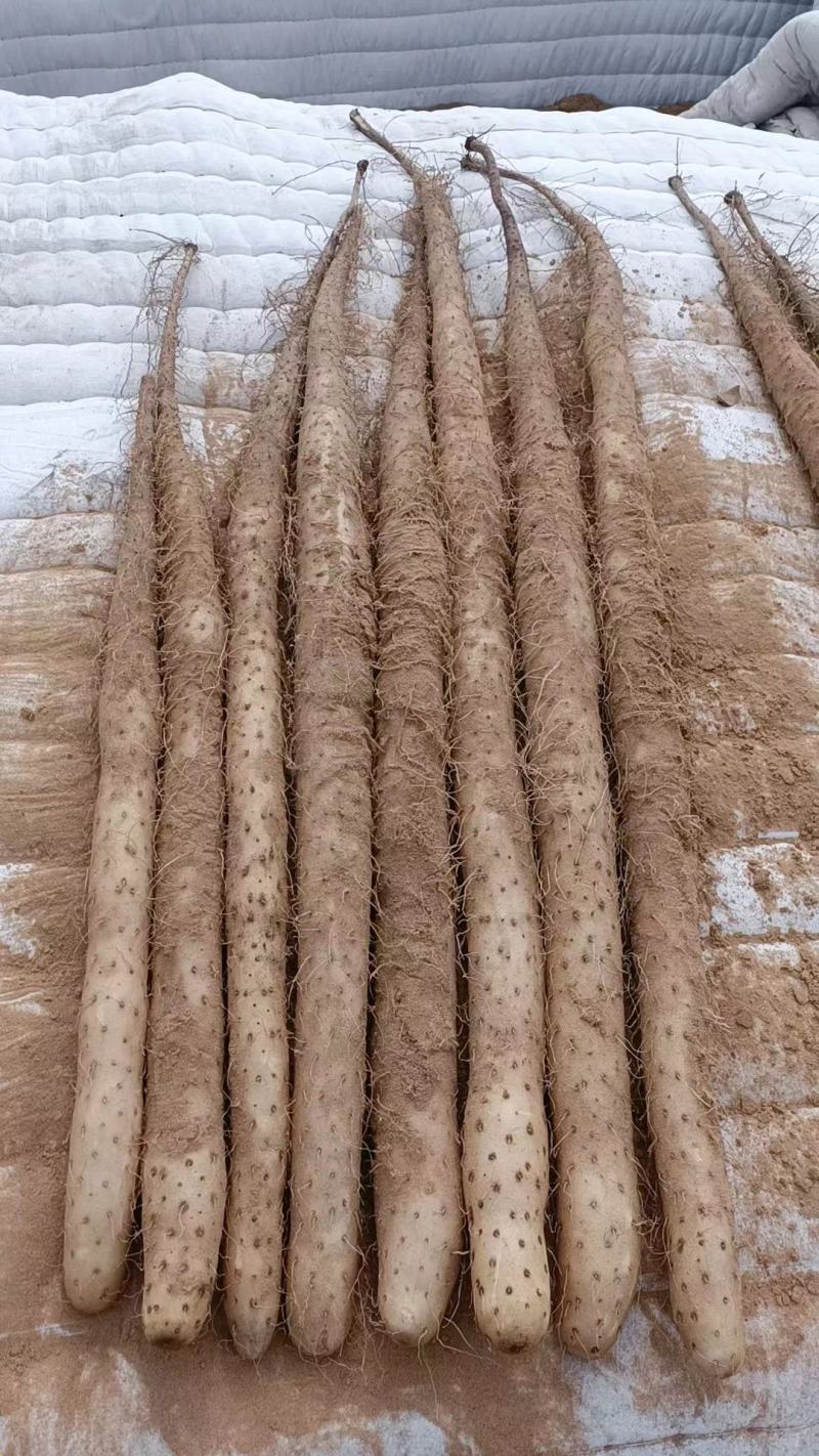 白玉大货，有手检货。质量可靠地头装车。无其他费用。