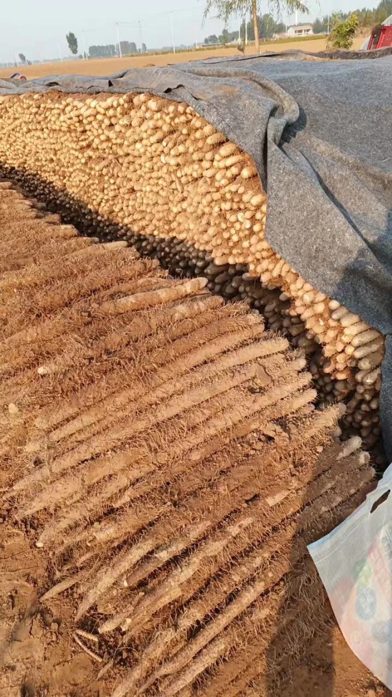 麻山药大量出货，各种规格。产地直发，纯干货。