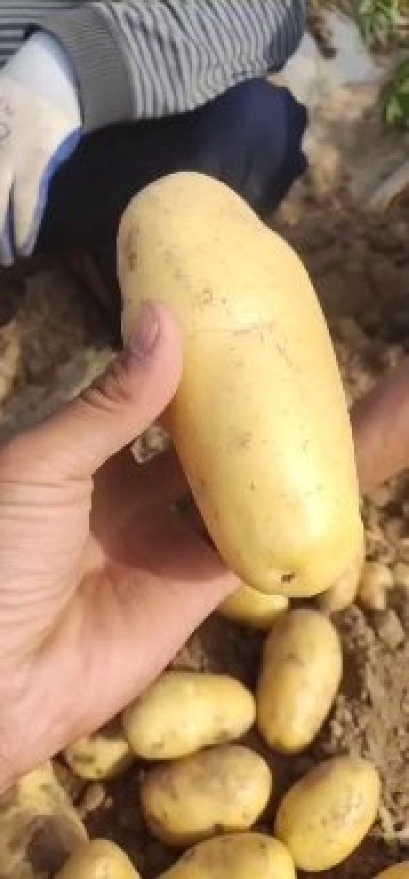 土豆，沃土，西森，三两起步，超市品质欢迎来电