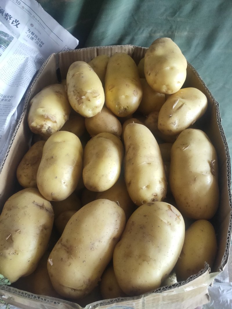 土豆，沃土，西森，三两起步，超市品质欢迎来电