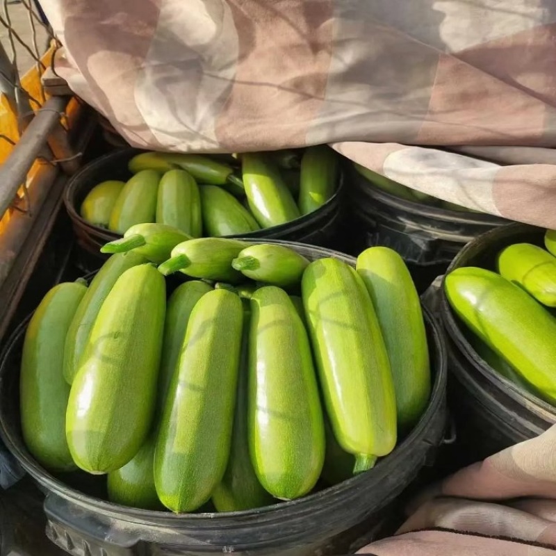【热卖】绿皮西葫芦基地直销量大质优规格齐全欢迎采购