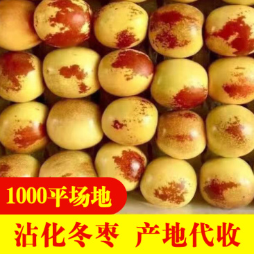 沾化冬枣原产地代收免费提供收购厂地
