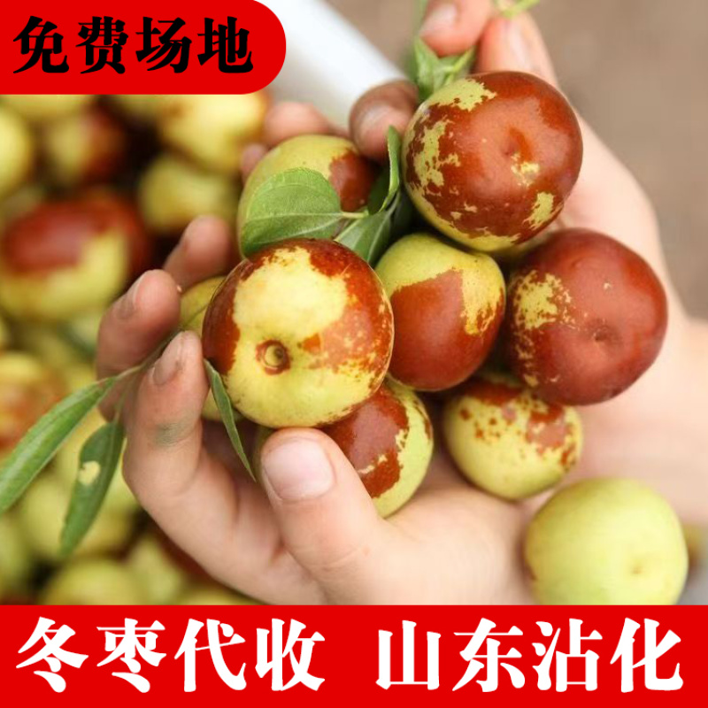 沾化冬枣原产地代收免费提供收购厂地