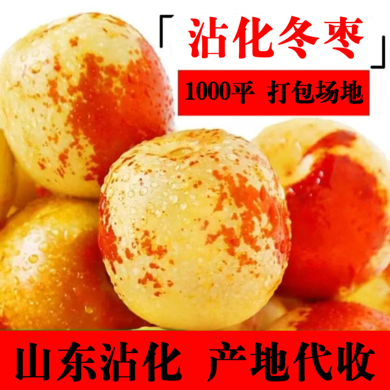 沾化冬枣原产地代收免费提供收购厂地