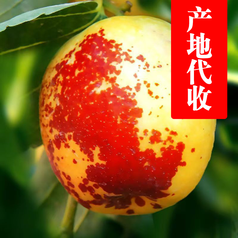 沾化冬枣原产地代收免费提供收购厂地