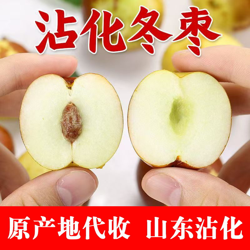 沾化冬枣原产地代收免费提供收购厂地