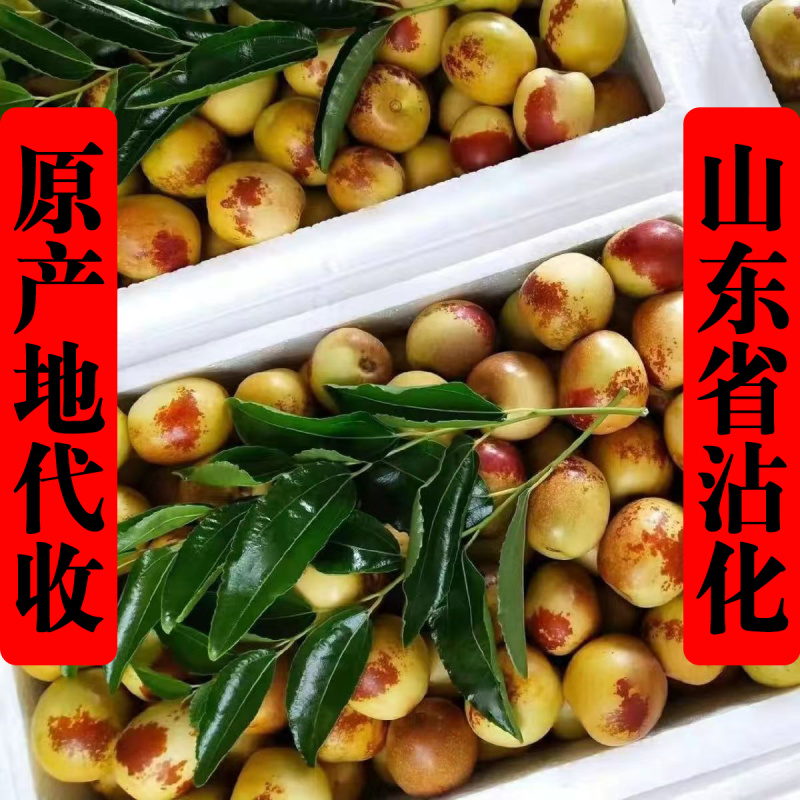 沾化冬枣原产地代收免费提供收购厂地