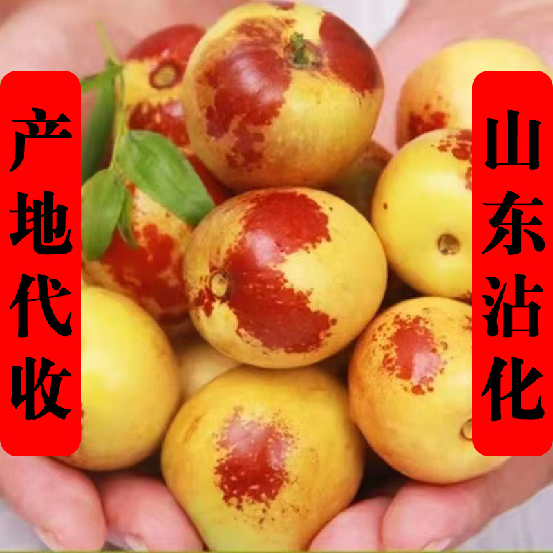沾化冬枣原产地代收免费提供收购厂地