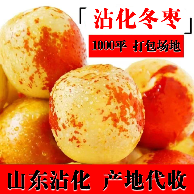 沾化冬枣原产地代收免费提供收购厂地
