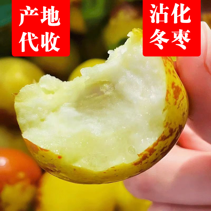 沾化冬枣原产地代收免费提供收购厂地