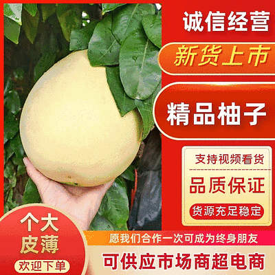 【精品柚子】红/白心柚套袋，个大皮溥水份充足，产地直发