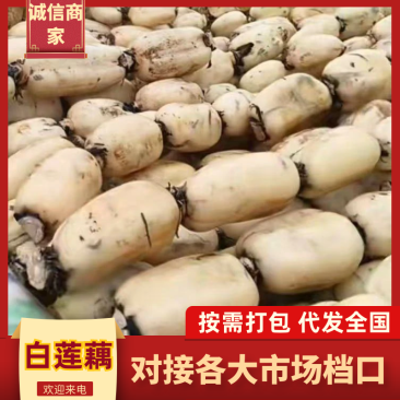 城固县大面积莲藕，质量好，价格便宜，一条龙服务一手货源