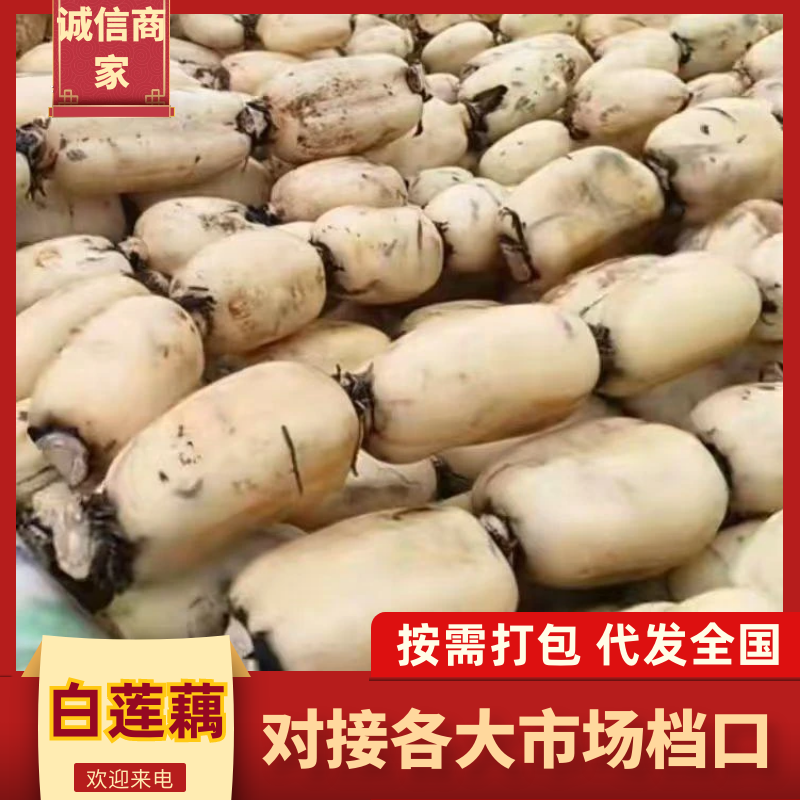 城固县大面积莲藕，质量好，价格便宜，一条龙服务一手货源