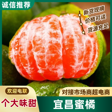 【原产地】高山蜜橘大量上市可对接市场档口商超电商加工厂