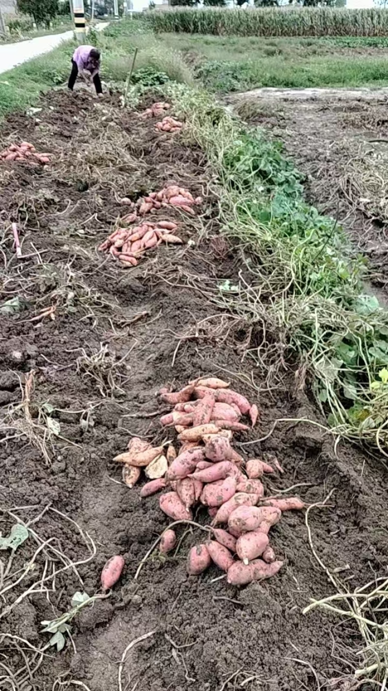 安徽西瓜红红薯软糯香甜新鲜上市价格美丽质量好走货快欢迎询