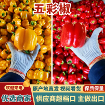 【今日推荐】山东寿光五彩椒，甜椒灯笼椒产地直发一手货源
