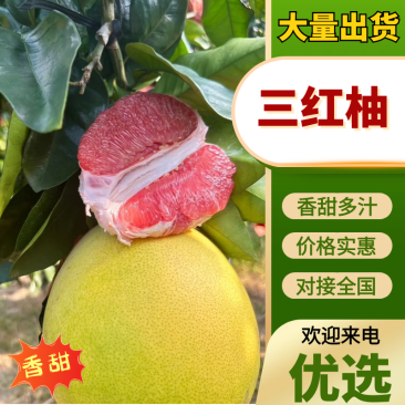 三红柚广西三红柚货源充足现在大量供应品质保证欢迎