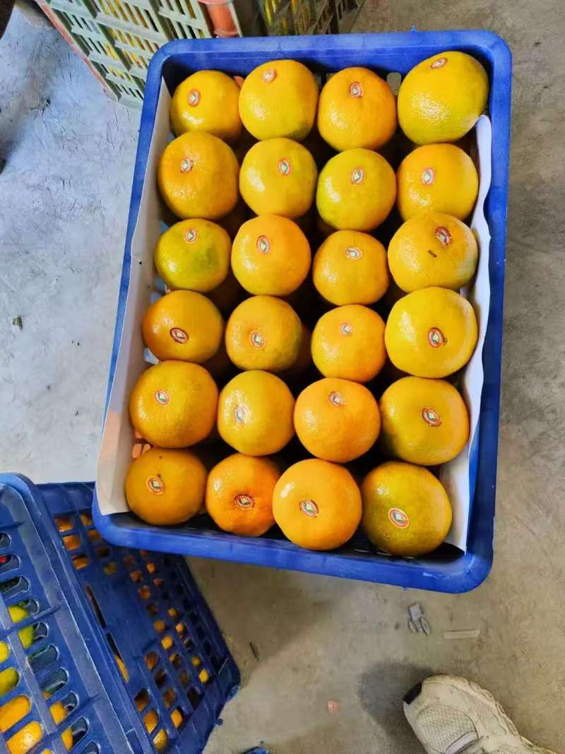 【一手货源】湖北十堰无籽蜜橘市场货整车批发欢迎实地考察
