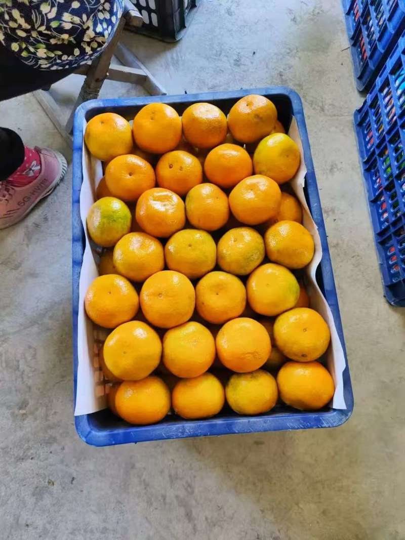【一手货源】湖北十堰无籽蜜橘市场货整车批发欢迎实地考察