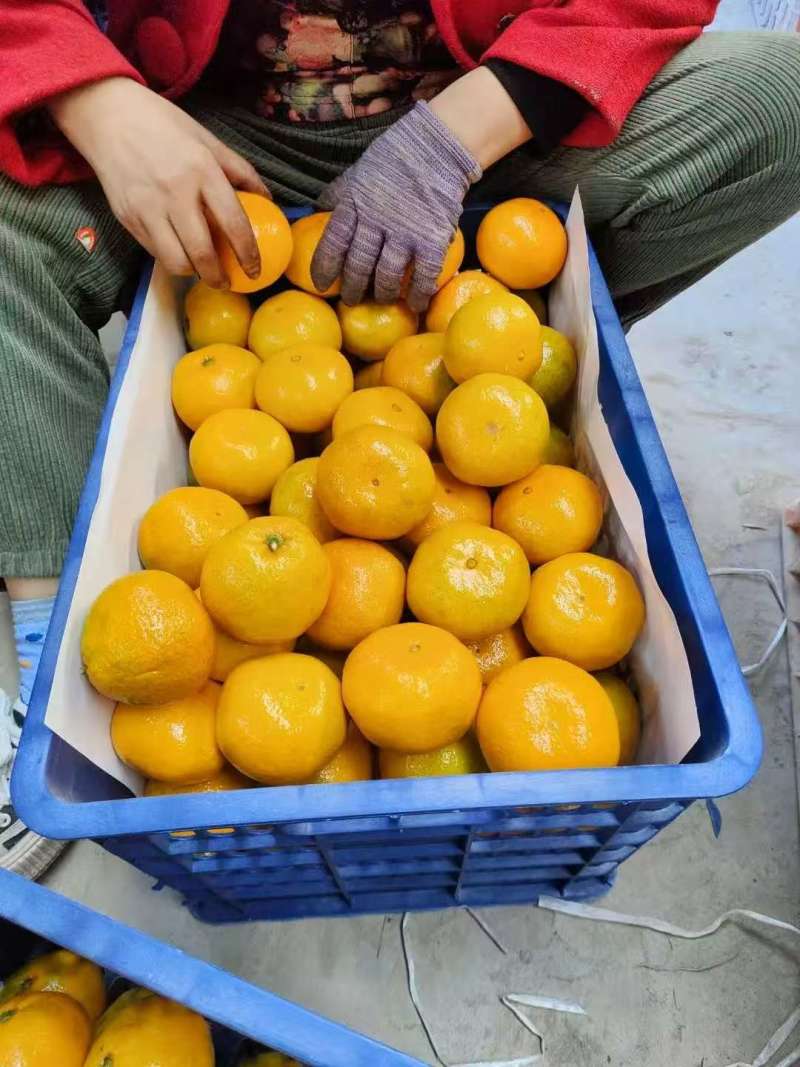 【一手货源】湖北十堰无籽蜜橘市场货整车批发欢迎实地考察