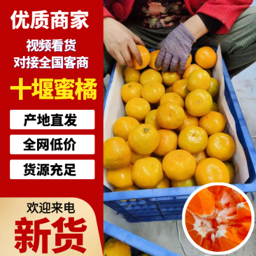 【一手货源】湖北十堰无籽蜜橘市场货整车批发欢迎实地考察