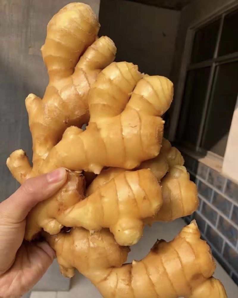 云南精品生姜/大黄姜/产地直发/可视频看货/欢迎咨询