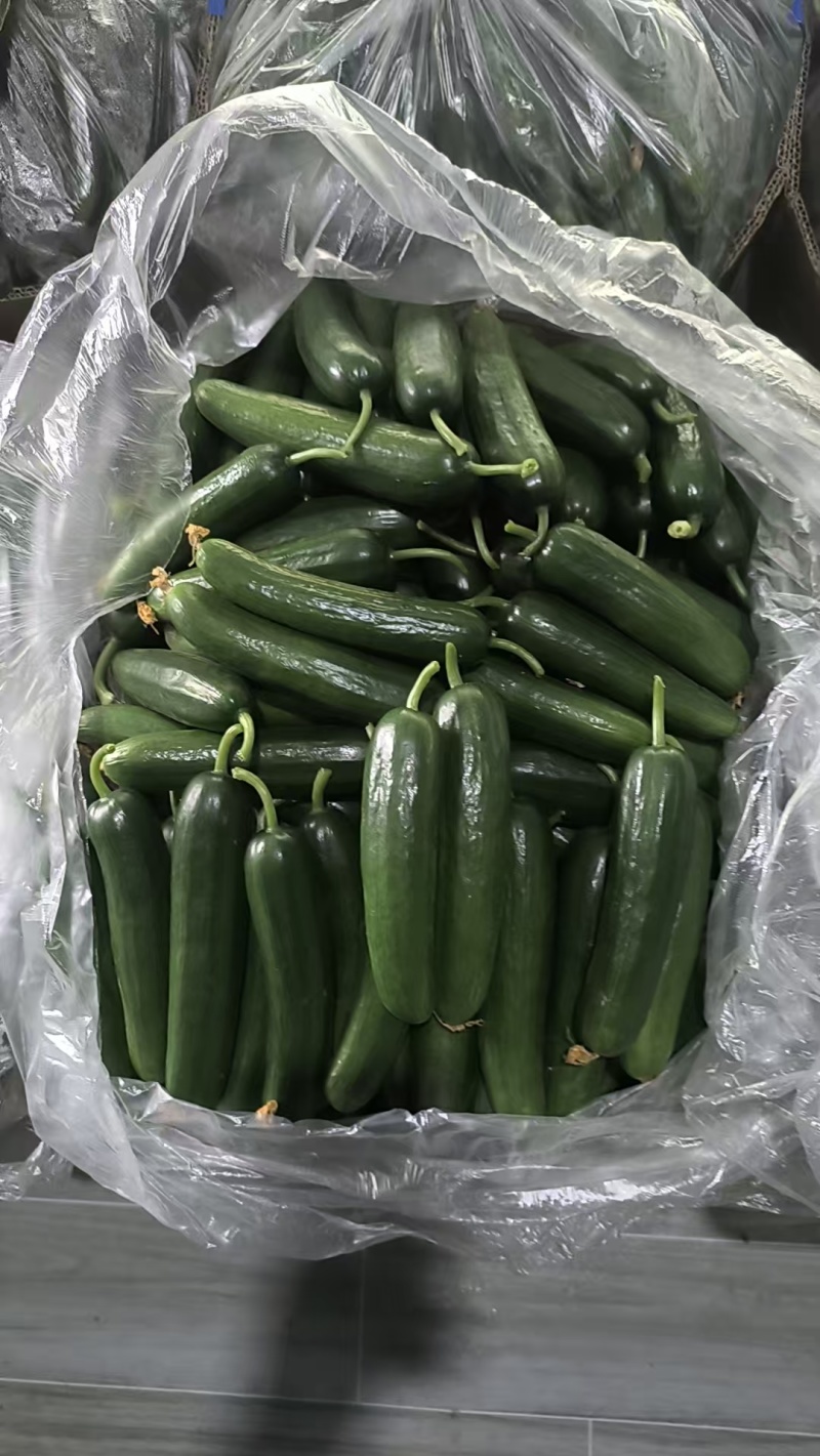 水果黄瓜价格随行就市欢迎咨询耐心讲解保质发货