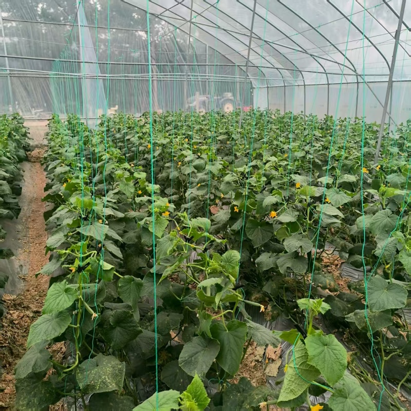 精品水果黄瓜价格随行就市电话沟通产地直发质量保证