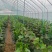 精品水果黄瓜价格随行就市电话沟通产地直发质量保证