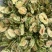 花草茶苦瓜片新货厂家批发散装苦瓜茶批发量大从优苦瓜干