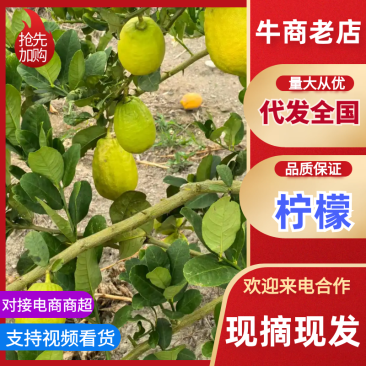 柠檬福建柠檬可以采摘*高品质原生态*香味十足汁水饱满