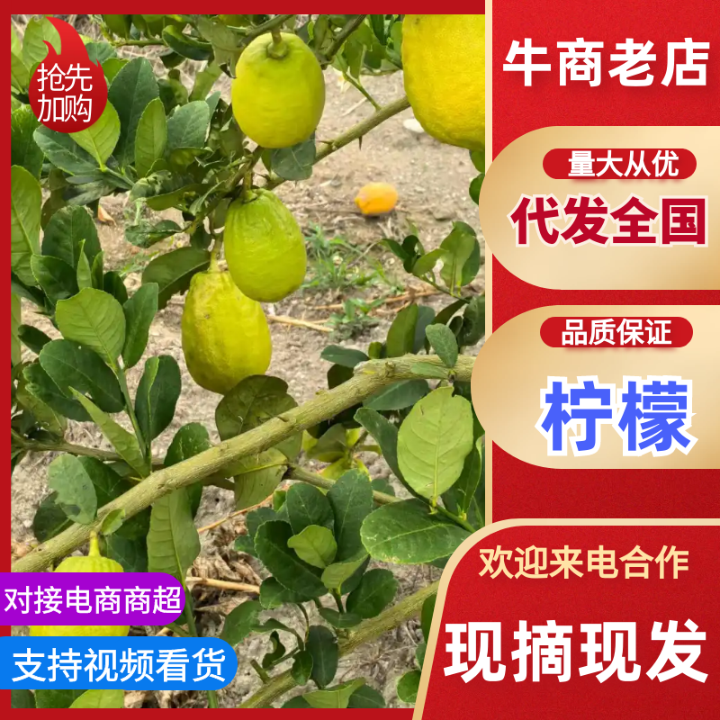 柠檬福建柠檬可以采摘*高品质原生态*香味十足汁水饱满