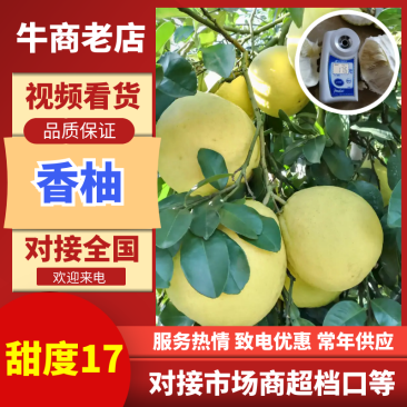 香柚江永香柚大量上市中口感香甜现摘现发欢迎咨询