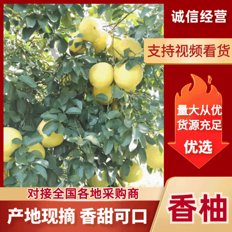 香柚湖南香柚水足味甜软糯化渣产地直供现摘现发