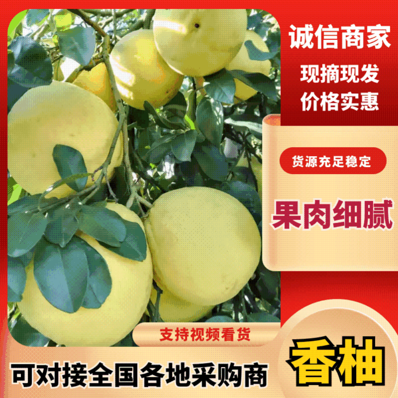 江永县香柚大量上市中，质优价廉甜度高，百年老树结果