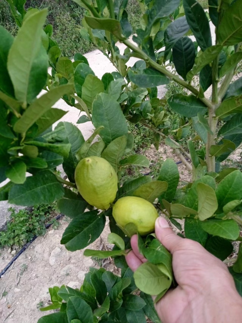 柠檬福建柠檬可以采摘*高品质原生态*香味十足汁水饱满