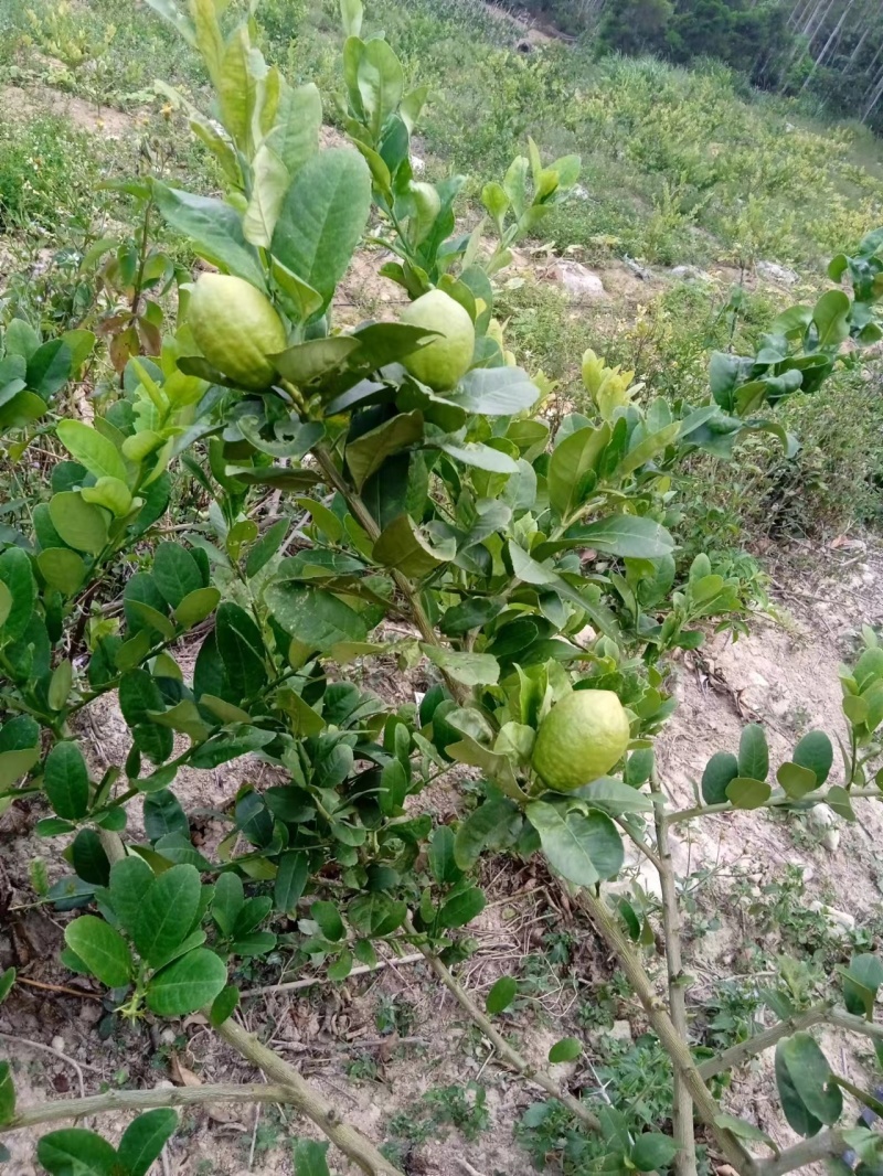 柠檬福建柠檬可以采摘*高品质原生态*香味十足汁水饱满