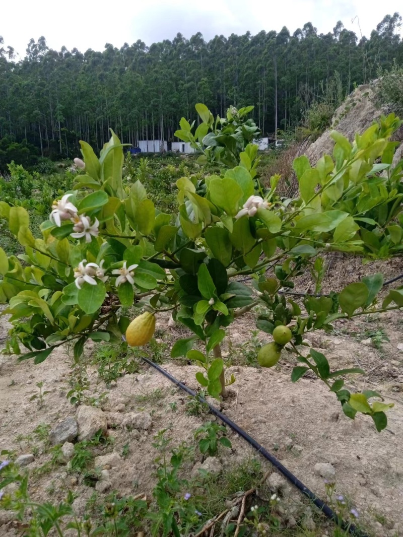 柠檬福建柠檬可以采摘*高品质原生态*香味十足汁水饱满