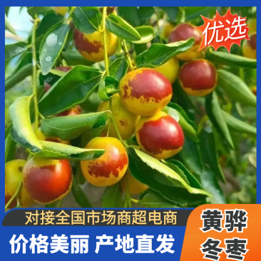 【实力】河北沧州黄骅冬枣/个大味甜产地直销/精品冬枣