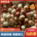 【精品】河北黄骅马奶枣产地直发/沧州马奶枣量大从优
