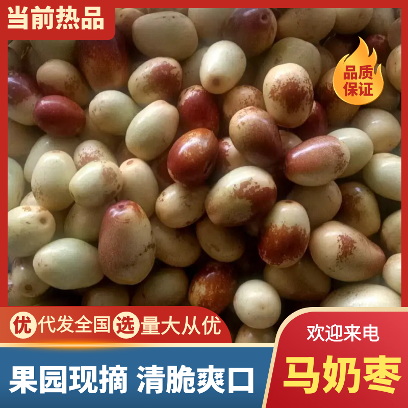 【精品】河北黄骅马奶枣产地直发/沧州马奶枣量大从优